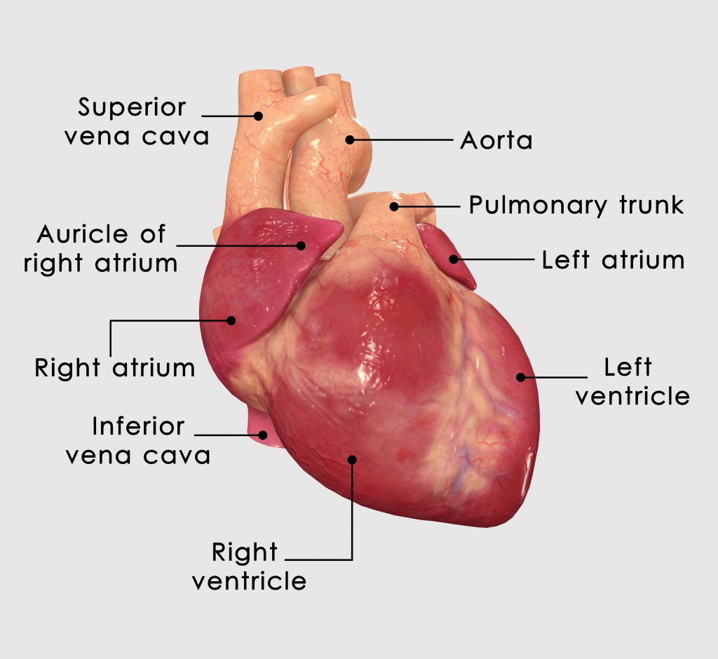 How Does the Heart Work - Healthy-Heart.org